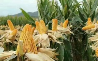 足玉8206玉米種子簡(jiǎn)介，平均生育期138天