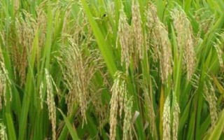 宜優(yōu)2918水稻種子特點(diǎn)，該品種基部葉鞘綠色