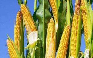 營美航787玉米品種的特性，春播出苗至成熟130天