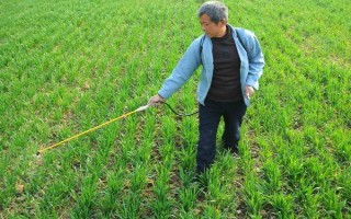 磷肥如何使用利用率高，根據(jù)土壤條件合理分配和施用