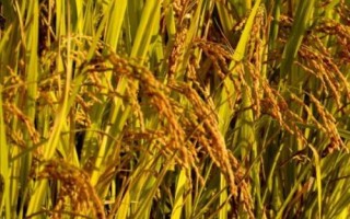 金禾粳優(yōu)1702水稻種子簡(jiǎn)介，全生育期為132.7天