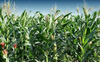 宣會7號（試驗名稱：宏玉8號）玉米種子簡介，每畝保苗4000株