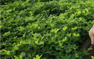 春花生幾月份收獲，南方地區(qū)一般在7-8月收獲