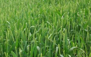 昌麥28小麥品種簡(jiǎn)介，全生育期182天左右
