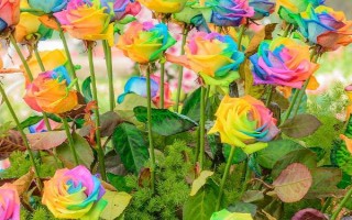 彩虹玫瑰的花語，花語為浪漫、夢幻、幸福等