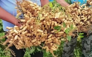 花生品種308的產(chǎn)量，白沙308可達(dá)到800-1000斤左右