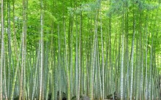 冬天室外凍不死的綠植有哪些，常見(jiàn)的有牡丹、梅花、鐵線蓮等