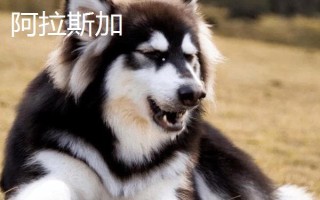 阿拉斯加和哈士奇的區(qū)別有哪些，體型、瞳孔顏色均不同