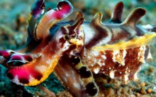 印尼墨魚(yú)的產(chǎn)地分布，產(chǎn)于印度尼西亞、馬來(lái)西亞等地區(qū)