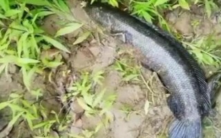 黑魚如何養(yǎng)殖，魚種長成后才能放入混養(yǎng)塘