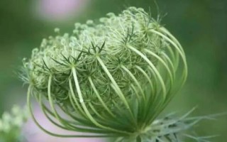 承包土地種哪些作物能賺錢，當(dāng)前種植沙棘、越桔等果樹很有市場前景