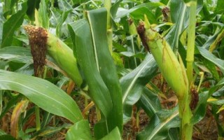 DF736玉米種簡介，中抗莖腐?。?6.2%MR）