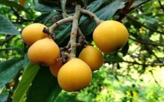 受歡迎的枇杷品種，有大五星枇杷、早鐘六號(hào)枇杷等