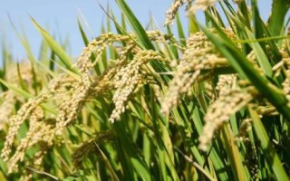 松粳202水稻種簡(jiǎn)介，該品種主莖14片葉