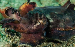 印尼墨魚(yú)的產(chǎn)地分布，產(chǎn)于印度尼西亞、馬來(lái)西亞等地區(qū)