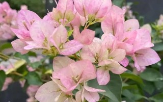 三角梅為何不開花只長(zhǎng)葉，可能是缺少光照、養(yǎng)分、生長(zhǎng)空間等原因造成