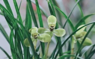 蘭花的別稱，具有中國蘭、幽蘭、蘭華等別名