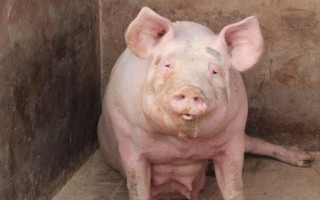 母豬產(chǎn)后用什么藥物消炎，可用阿莫西林拌料飼喂