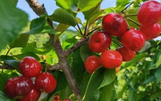 車?yán)遄拥姆N植環(huán)境介紹，可以在每年4-5月份進(jìn)行種植