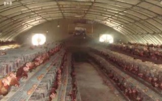 散養(yǎng)土雞的雞舍建造方法，以下5種供參考