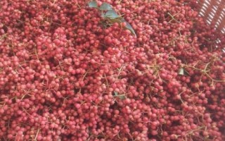 紅花椒與青花椒的區(qū)別，紅花椒辣味重、青花椒麻味重