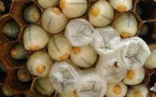 蜜蜂爬蜂病的種類和治療方法，包括蜜蜂螺原體病、蜜蜂孢子蟲病等類型