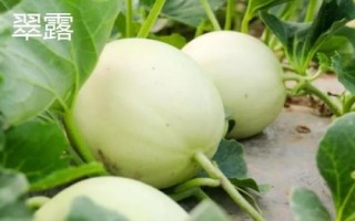 厚皮甜瓜品種，這幾個(gè)品種的瓜肉厚度達(dá)到4厘米