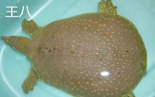 烏龜、王八、甲魚、鱉的區(qū)別，王八是烏龜和甲魚的統(tǒng)稱而甲魚是鱉的俗稱