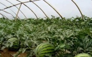 西瓜炭疽病，主要危害葉片、莖蔓、葉柄和果實(shí)
