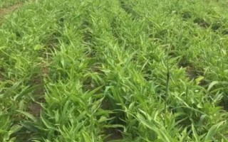半夏的種植技術(shù)，可用塊莖、珠芽和種子繁殖