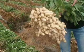 花生品種308的產(chǎn)量，白沙308可達(dá)到800-1000斤左右