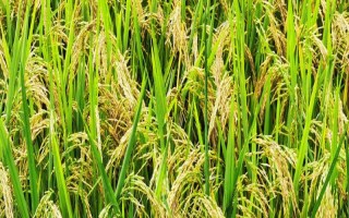 粵特13水稻種子簡介，感溫型常規(guī)稻品種