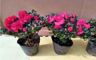 杜鵑花的家庭養(yǎng)法，春秋季通常2-3天可澆1次水