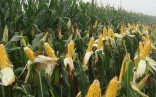 DF617玉米品種簡介，全生育期灌水3-4次