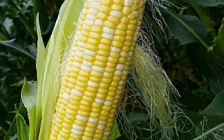 松糯9號玉米種子特征特性，4月下旬至5月上旬播種