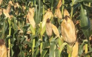 翔育761玉米種子特點(diǎn)，中晚熟青貯玉米品種