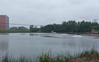 垂釣白條魚應(yīng)該釣浮還是釣底，屬于上層魚類一般可以釣浮