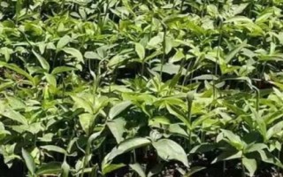 半夏種子的價格與種植技術(shù)，市場售價一斤大約需要35-50元左右