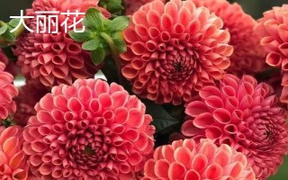 大麗花是不是天麻的一種，二者不是同類別的植物