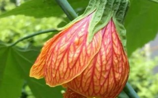 盆栽網(wǎng)紋懸鈴花的方法，在春秋季節(jié)栽種為佳