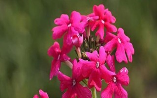 美女櫻如何養(yǎng)殖，夏季應(yīng)注意澆水