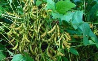 龍豆7號大豆種子特點，選擇中上等肥力地塊種植