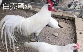 蛋的品種，最常見(jiàn)的種類是雞蛋