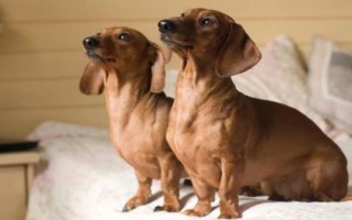 臘腸犬怎么飼養(yǎng)，平時要定期飼喂煮熟的肉食
