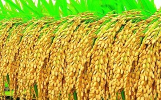 徽兩優(yōu)996水稻種子特征特性，全生育期平均132.4天