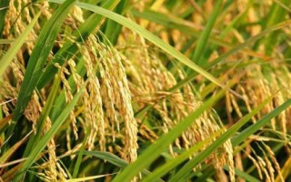 上農(nóng)粳219水稻種子介紹，每畝有效穗15.9萬
