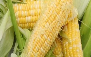 蘇科甜1506玉米品種簡(jiǎn)介，合理安排播期