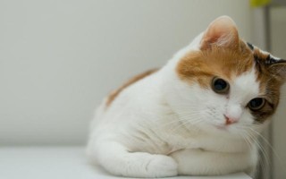 貓拉稀的原因，可能是土壤更換了貓糧或飼喂過多等導(dǎo)致
