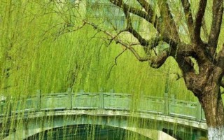 柳樹的特征，樹冠開展、樹葉披針形