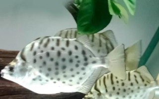 銀鼓魚好不好養(yǎng)，飼養(yǎng)難度較大